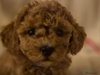 Cavapoo dogs 🧸 5 Cavapoo Puppies Oxfordshire 🧸 - Advert 7