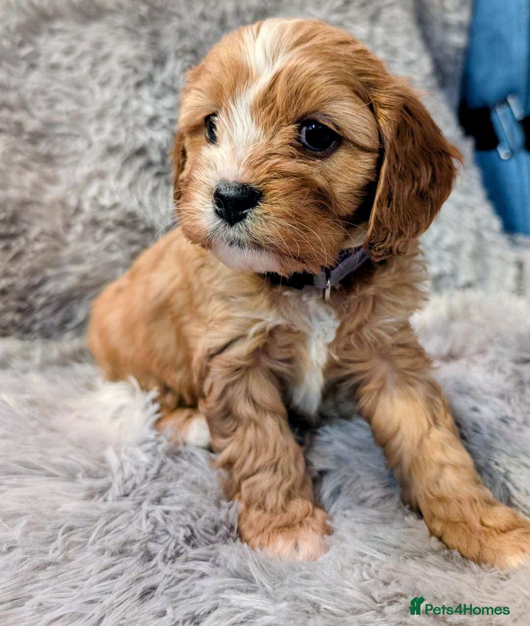Cavapoo dogs for sale: ❤️F1 CAVAPOO GIRL❤️ HEALTH TESTED PARENTS!🐩 - Advert 9