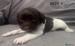 English Springer Spaniel dogs for sale: Liver and white springer spaniel’s  - Advert 1