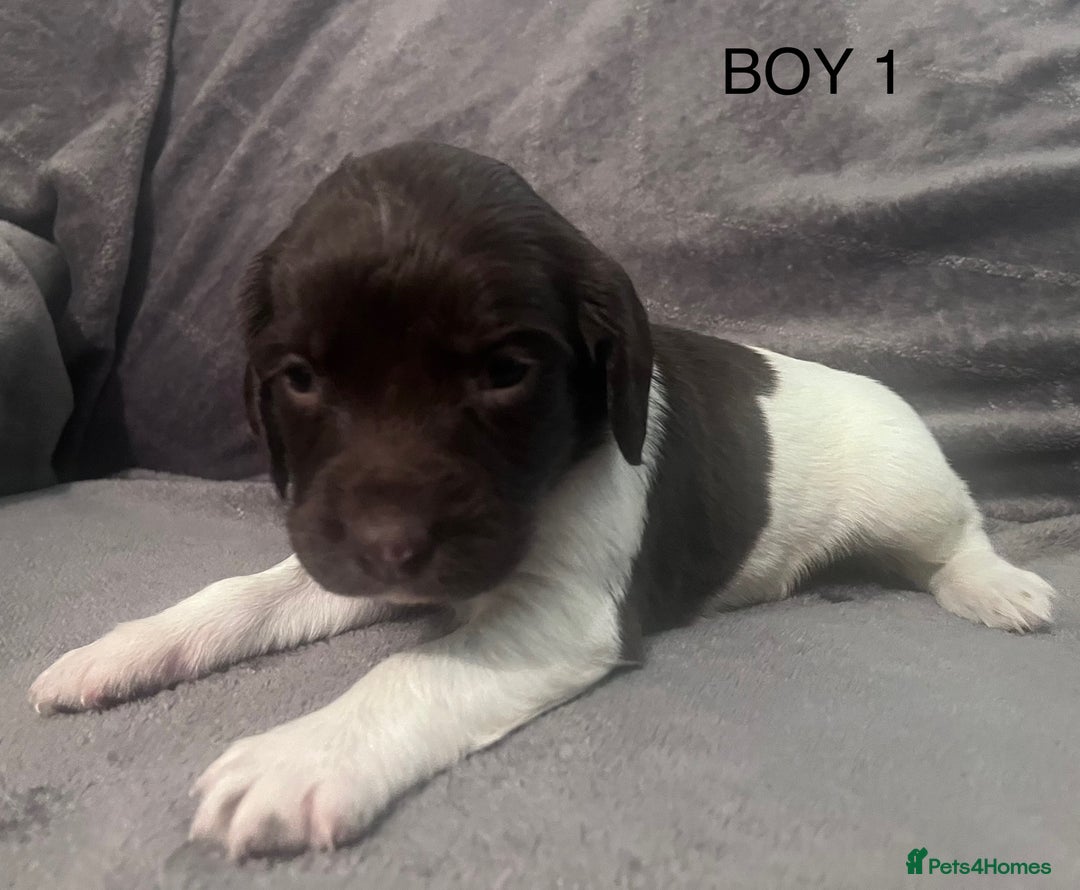 English Springer Spaniel dogs for sale: Liver and white springer spaniel’s  - Advert 1