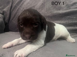 English Springer Spaniel dogs for sale: Liver and white springer spaniel’s - Advert 1