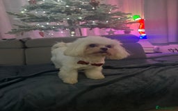 Maltese dogs for stud: Rocky Tiny Maltese for stud in Coventry - Image 4