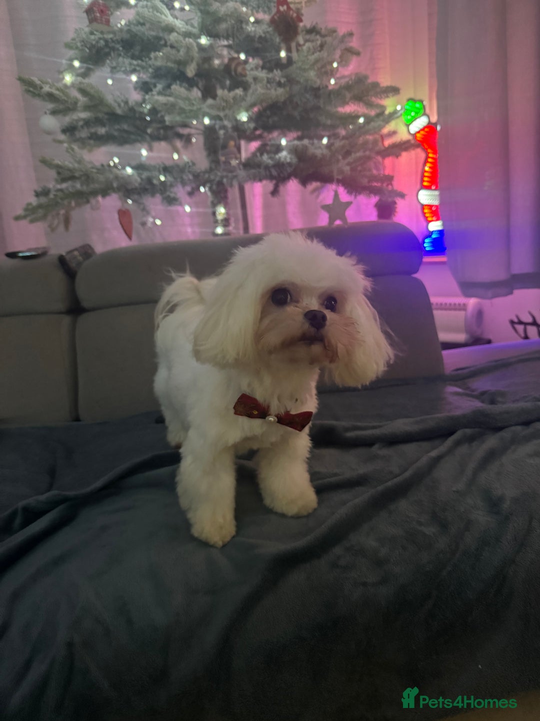 Maltese dogs for stud: Rocky Tiny Maltese for stud in Coventry - Image 4