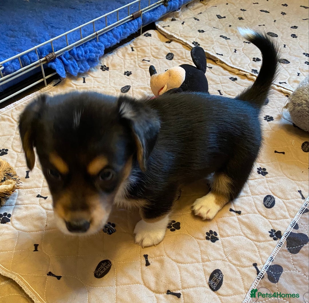 Welsh Corgi Cardigan dogs for sale: Welsh Cardigan Corgis by 5 ⭐️ Licensed Breeder - Advert 10