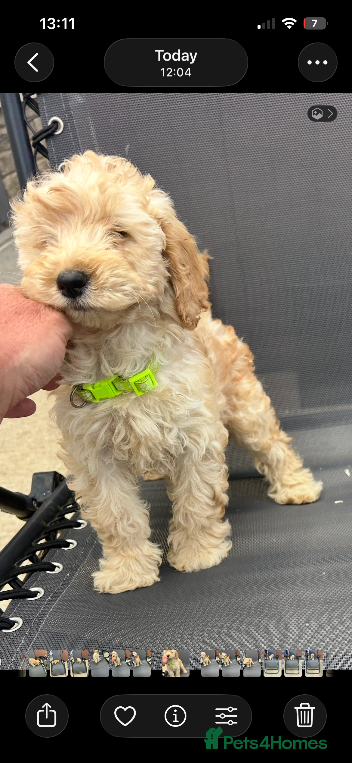 Cockapoo dogs Miniature cockapoo s - Advert 2