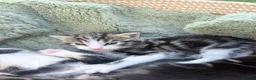 Mixed Breed cats for sale: 3 Lovely kittens  in Walsall - Advert 10