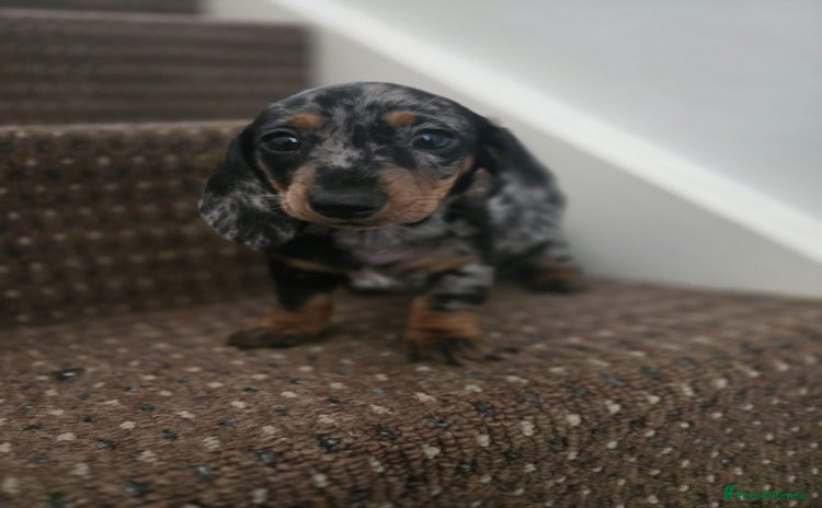 Dachshund dogs - Advert 4