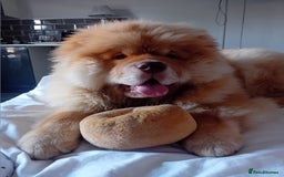 Chow Chow dogs for stud: Chowmazing  - Image 13