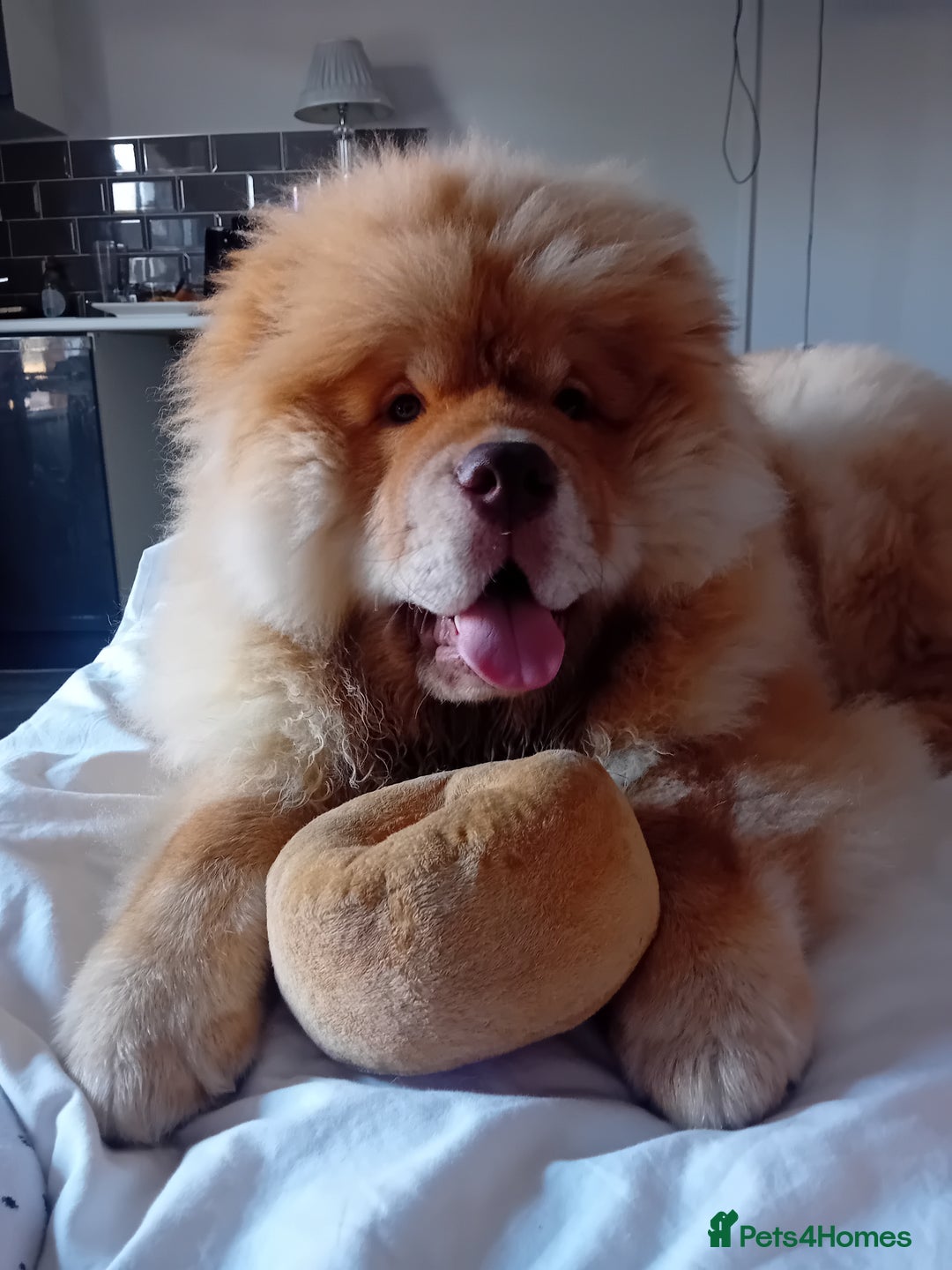 Chow Chow dogs for stud: Chowmazing  - Image 13