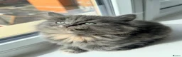British Longhair cats for sale: Fluffy British Short hair X British Long Hair  - Advert 10