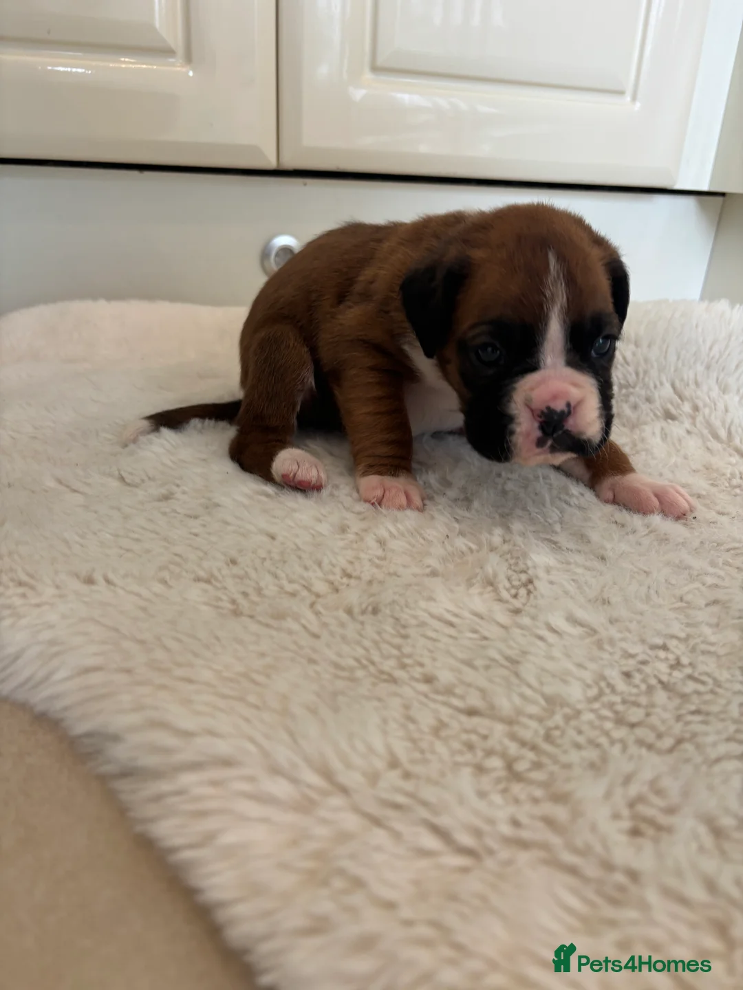 Boxer dogs for sale: Boxer puppies - Advert 7