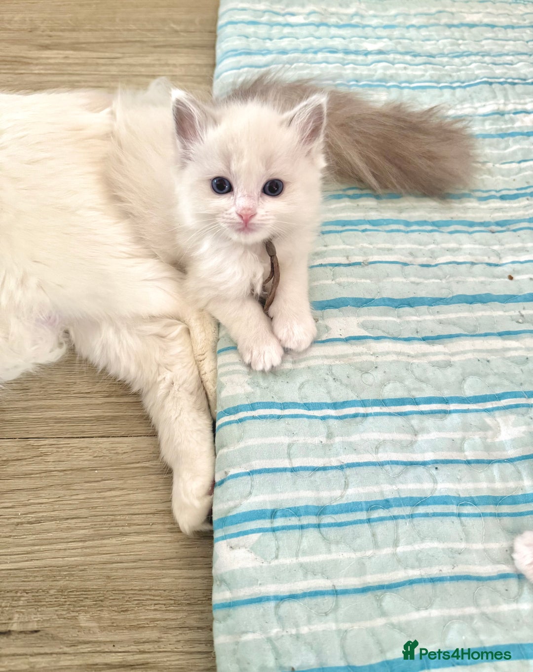 Ragdoll cats for sale: Beautiful Ragdoll Kittens – Stunning & Ready Soon - Image 9