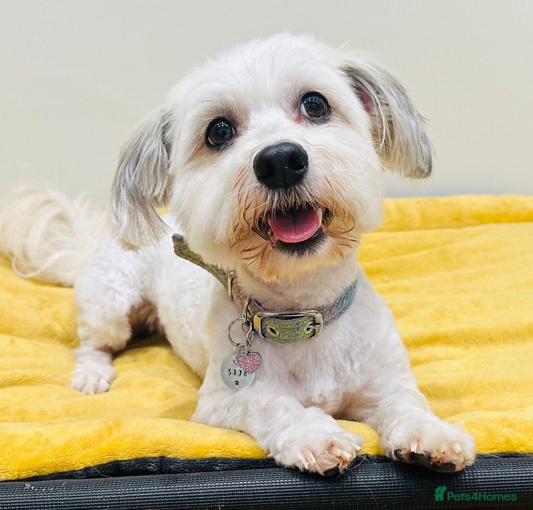 Havanese dogs for sale: Havanese Puppies - KC Reg, Champ Show Lines - Image 6