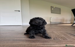 Mixed Breed dogs for sale: 🐾 🧸 *Ready Saturday* Beautiful Doodles 💕🐾 - Image 7