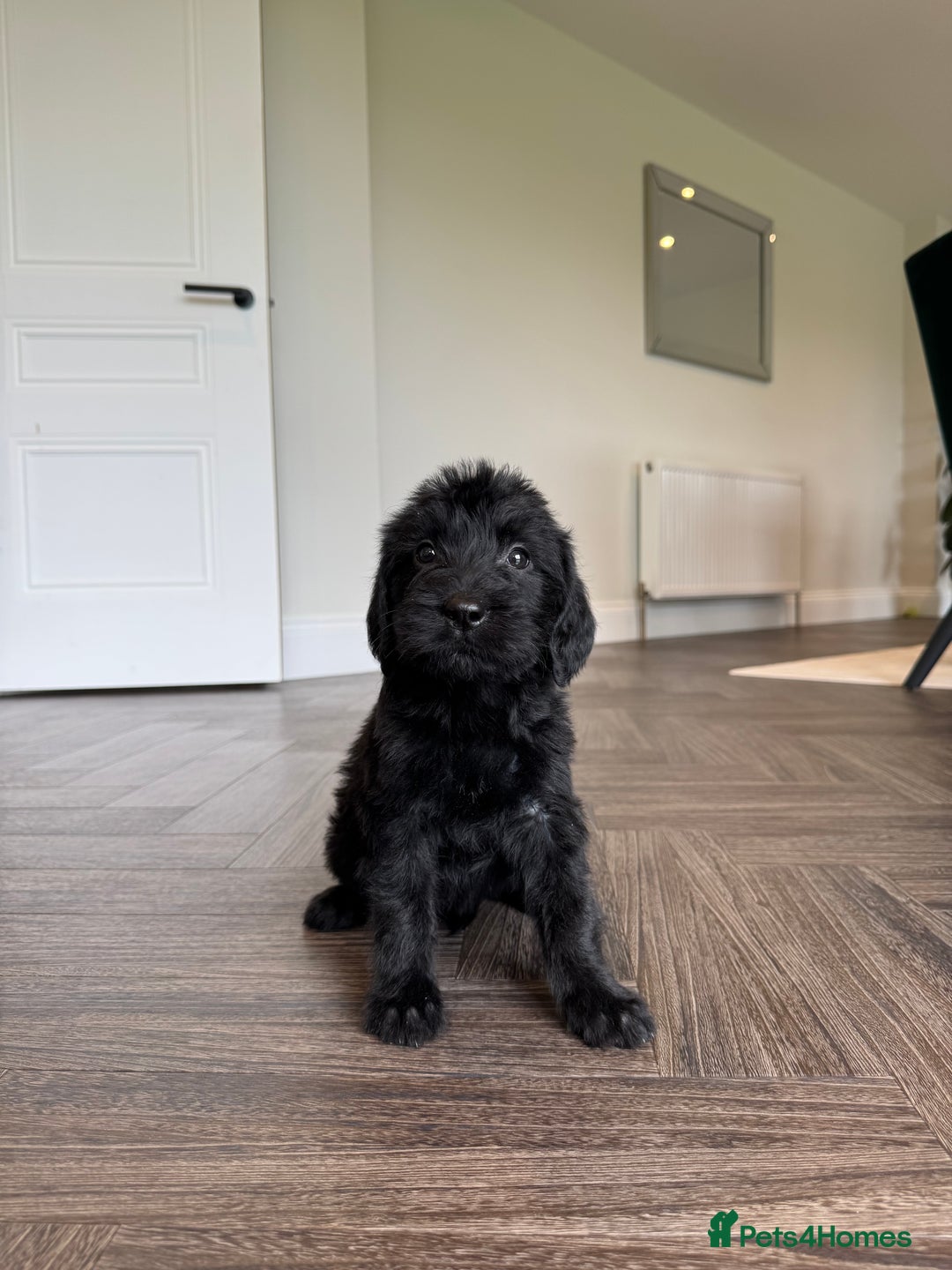 Mixed Breed dogs for sale: 🐾 🧸 *Ready Saturday* Beautiful Doodles 💕🐾 - Image 7