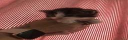 Mixed Breed cats for sale: 4 kittens  - Advert 16