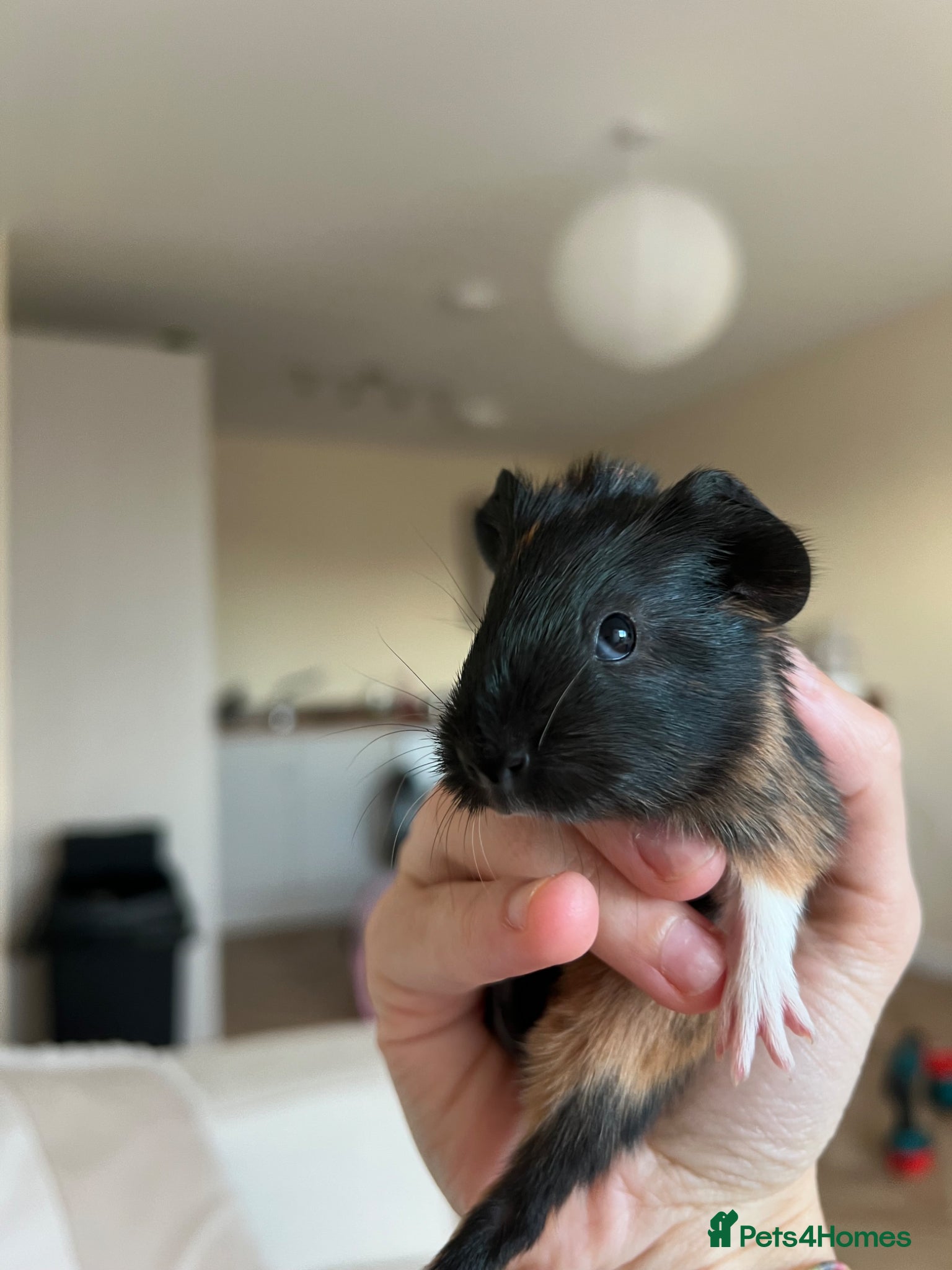 Guinea Pig rodents Male guinea pigs  - Advert 1