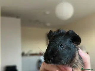 Guinea Pig rodents Male guinea pigs - Advert 1