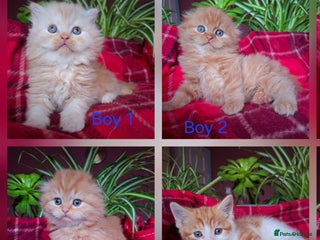 Scottish Fold cats Adorable Longhair & Shorthair Kittens- Prices Vary - Advert 4