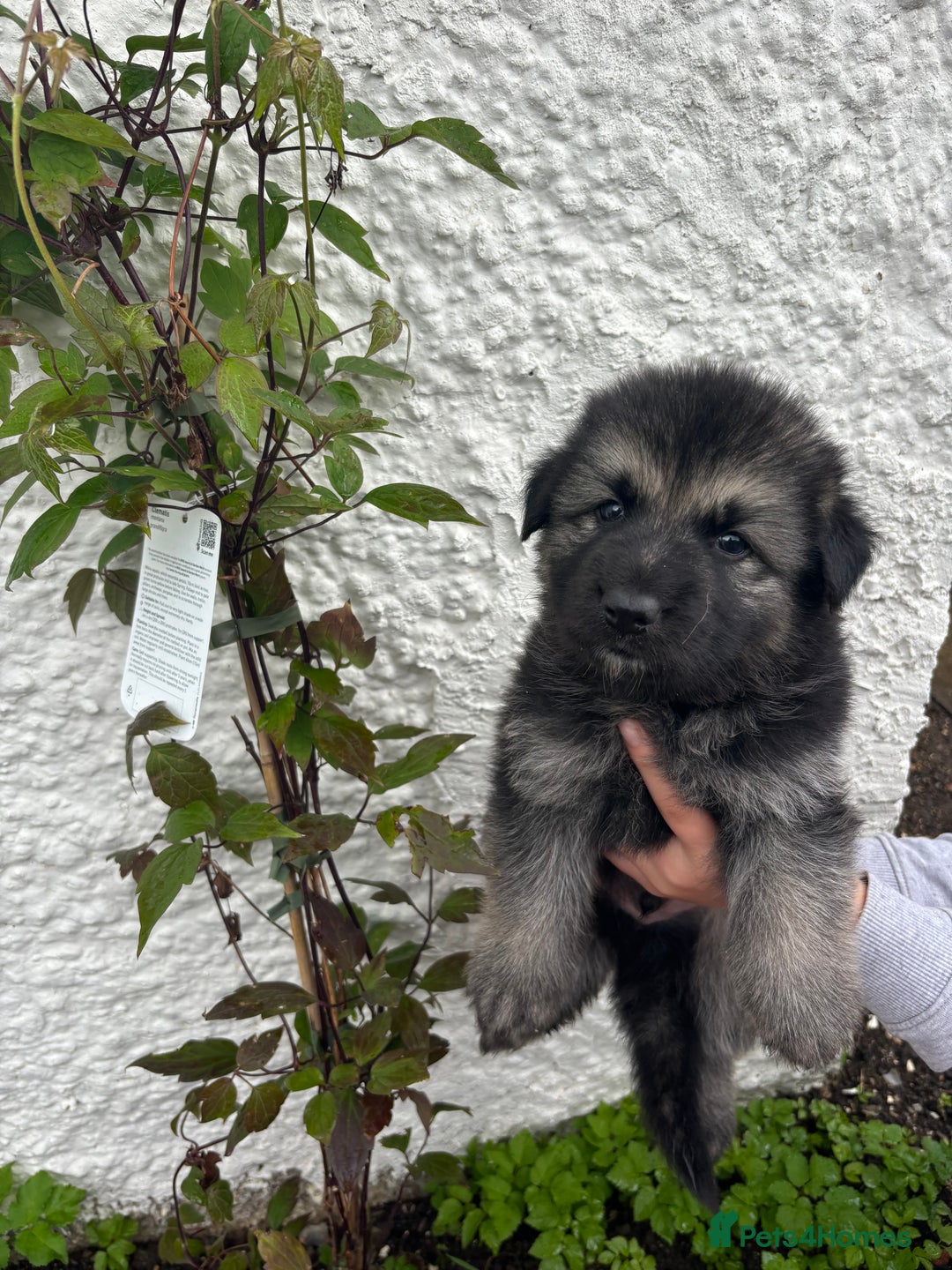 German Shepherd dogs for sale: *Top Quality, Big Chunky Pups* - Image 5
