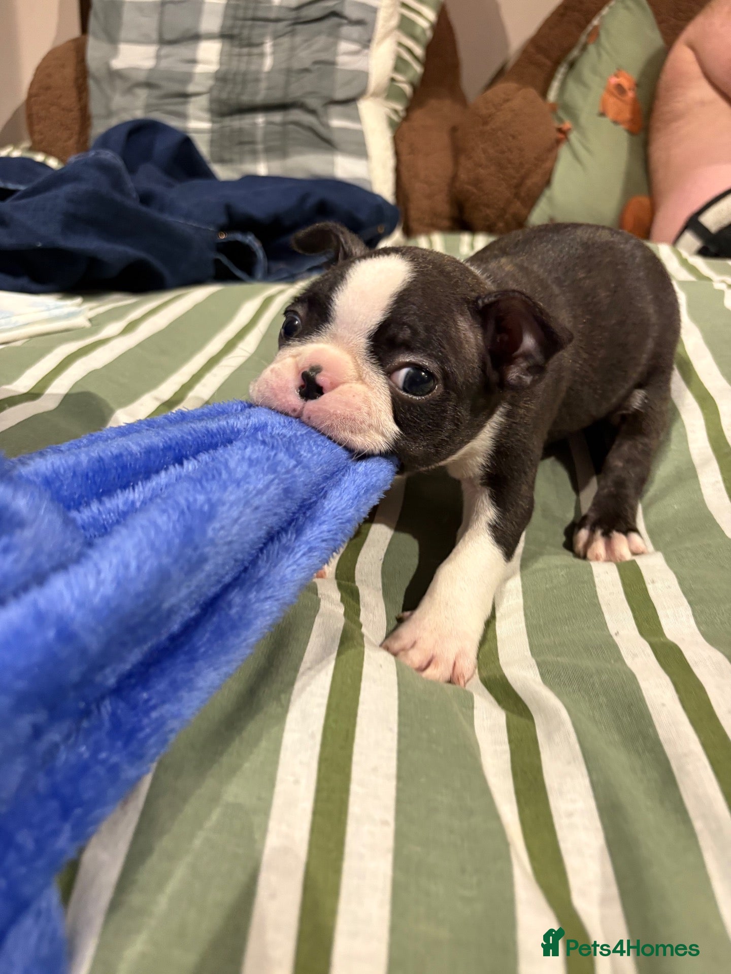 Boston Terrier dogs Kc reg Boston terriers  - Advert 2