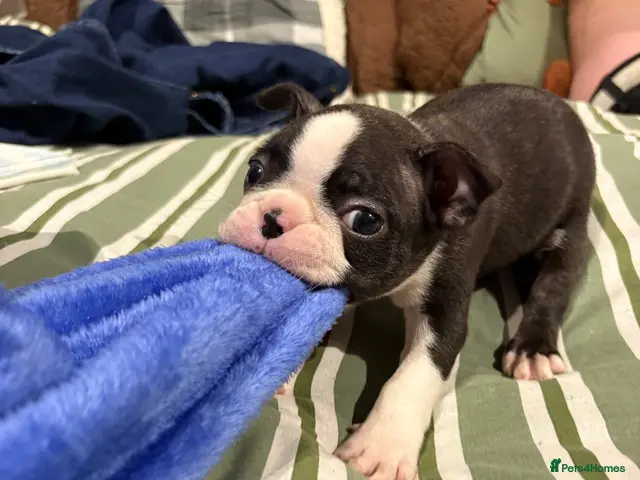 Boston Terrier dogs Kc reg Boston terriers - 1 stunning girl available - Advert 2