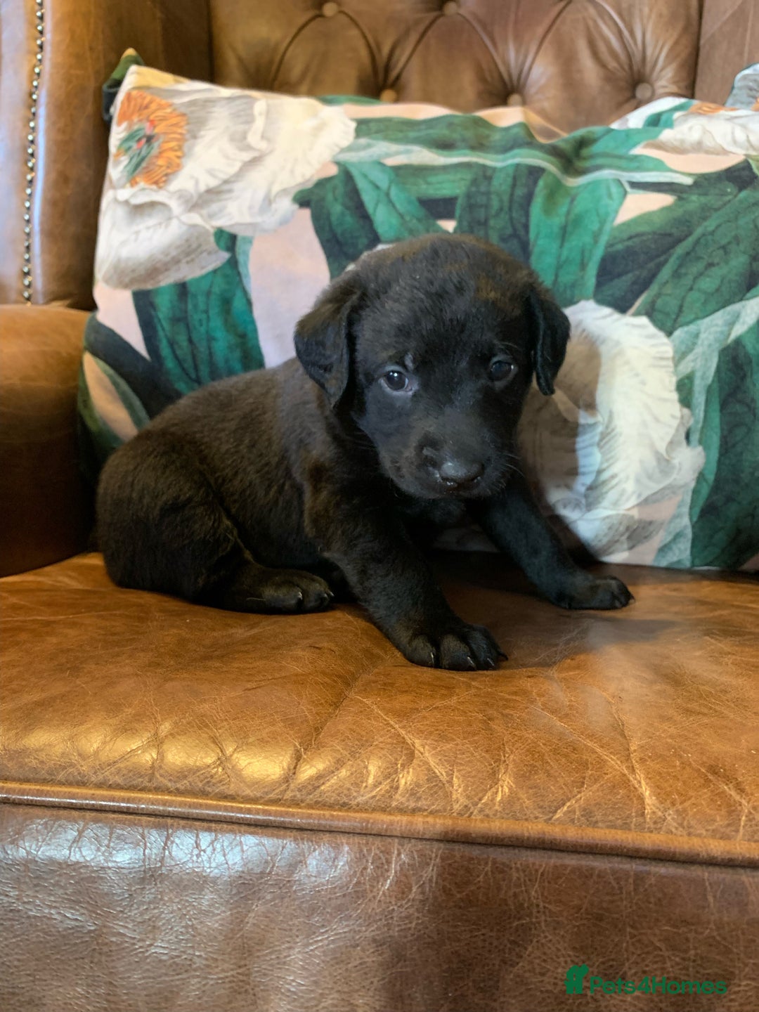 Labrador Retriever dogs for sale: Gorgeous standout Bowes-Lyon Lab KC registered  - Advert 6