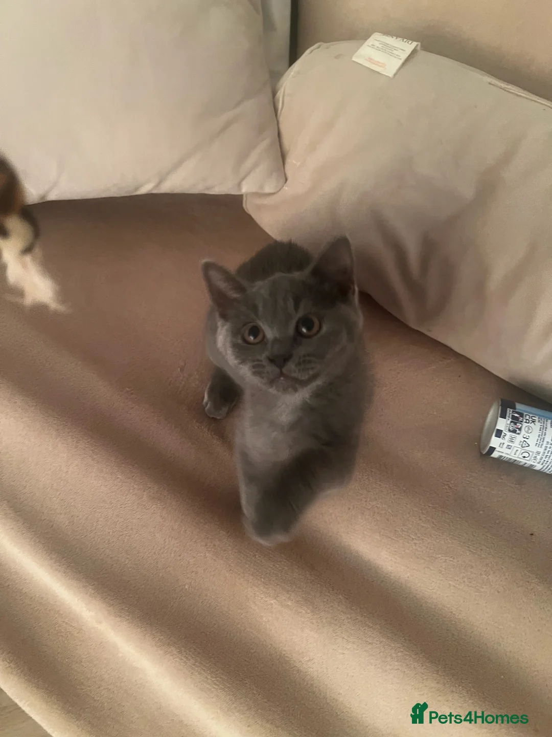 British Shorthair cats for sale: Beautiful blue British shorthaired Female  in Stamford - Advert 3