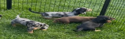 Dachshund dogs for sale: 4 KC Standard Long Haired Dachshund Puppies - Advert 3