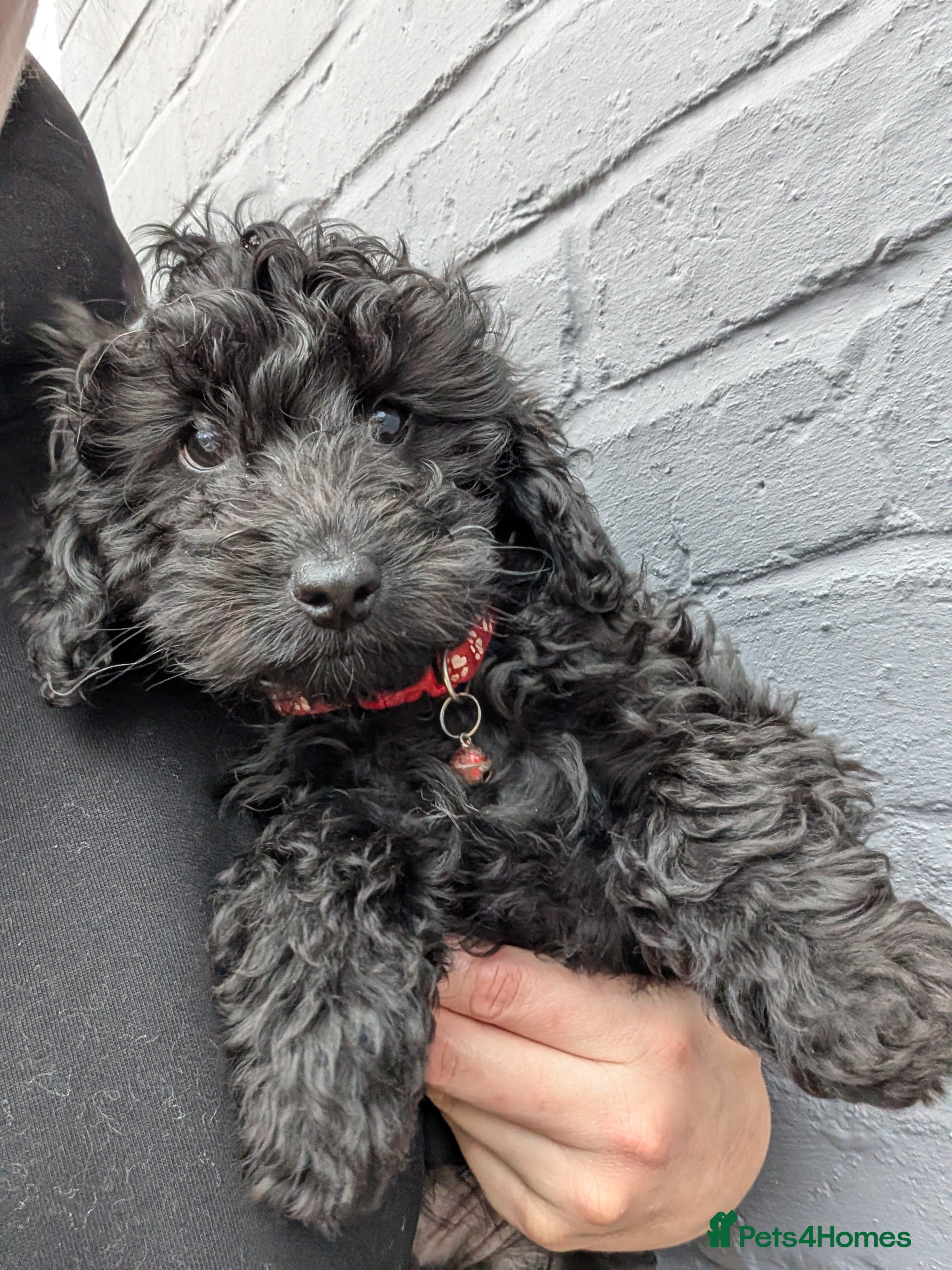 Cockapoo dogs 1 boy left 🐶🥰 Miniature Cockapoo 🐾 DNA Cleared - Advert 18