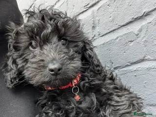 Cockapoo dogs 1 boy left 🐶🥰 Miniature Cockapoo 🐾 DNA Cleared - Advert 12