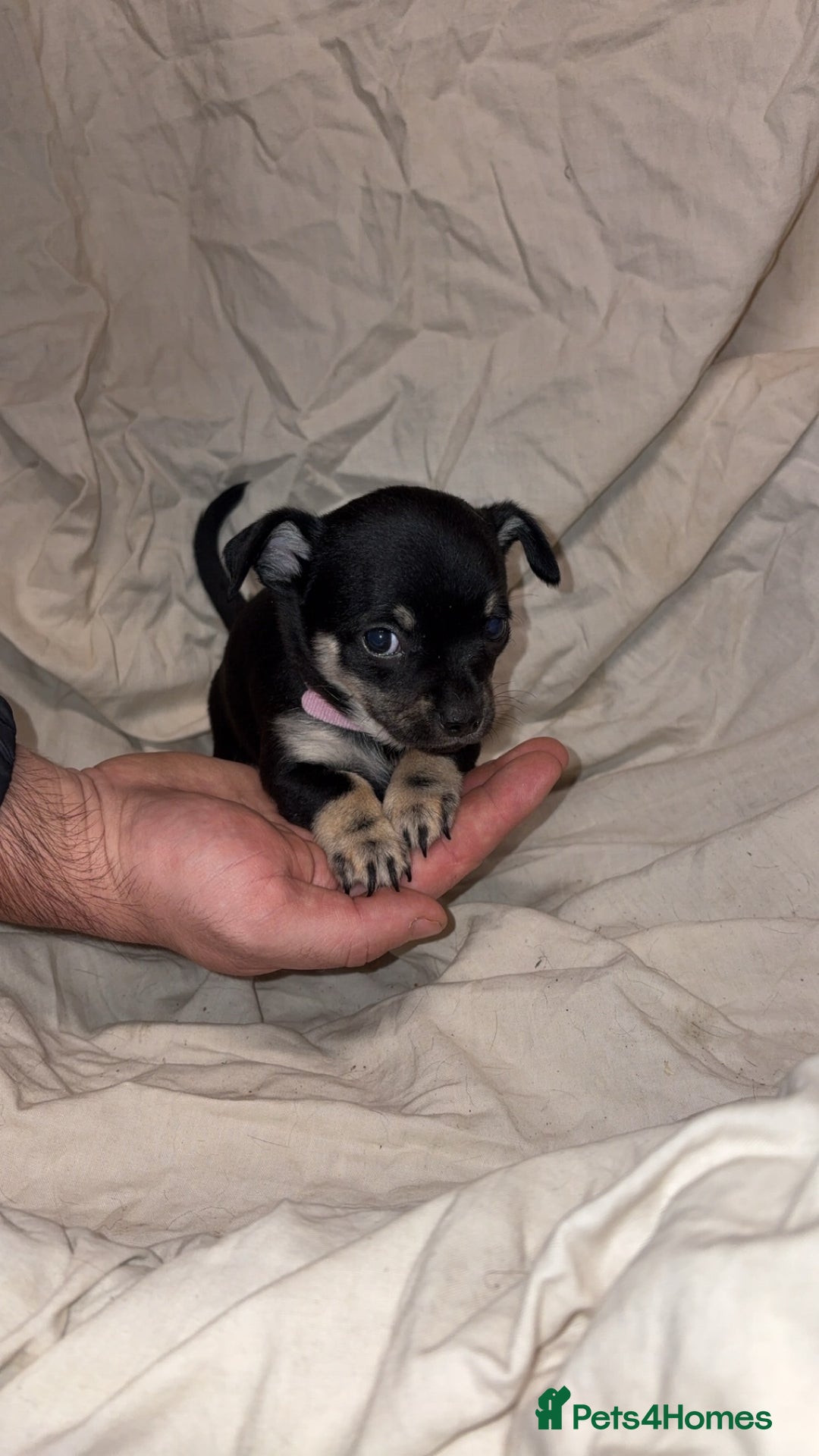 Mixed Breed dogs for sale: 🐶 Adorable Miniature Pinscher×Chihuahua Puppies - Advert 8