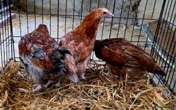 Chickens poultry for sale: Black Blue Copper Marans trio. - Image 3