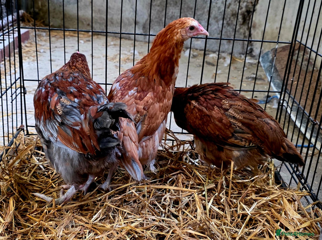 Chickens poultry for sale: Black Blue Copper Marans trio. - Image 3