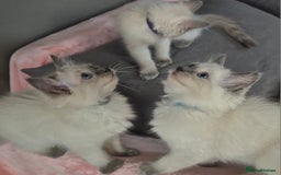 Ragdoll cats for sale:  2 left! 6 Purebred Blue Point Ragdoll Kittens - Image 21
