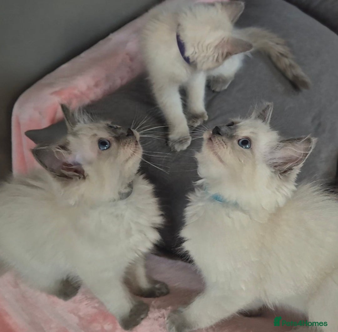 Ragdoll cats for sale:  2 left! 6 Purebred Blue Point Ragdoll Kittens - Image 21