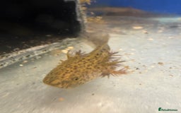 Axolotl reptiles for sale: Adorable Axolotls  - Image 3