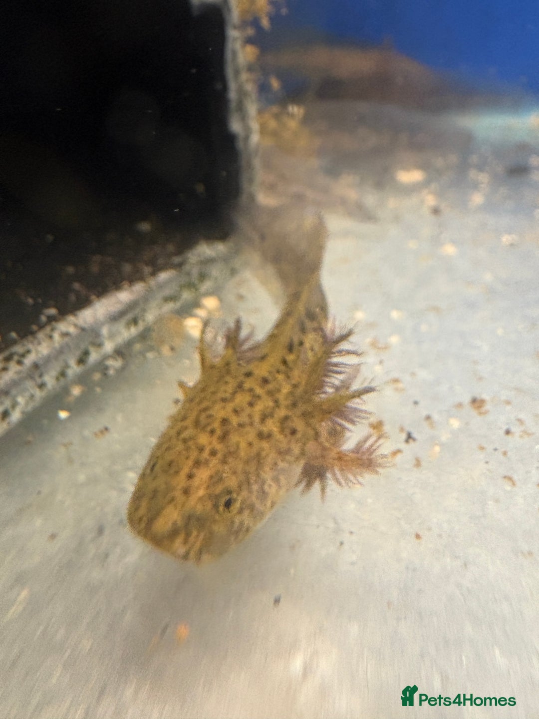 Axolotl reptiles for sale: Adorable Axolotls  - Image 3