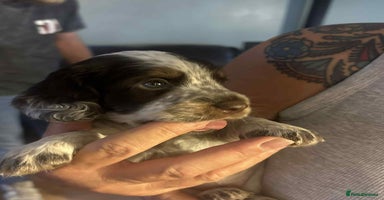 Cocker Spaniel dogs - Advert 4