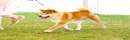 Japanese Shiba Inu dogs for stud: KC health tested Japanese Shiba Inu available  - Advert 3