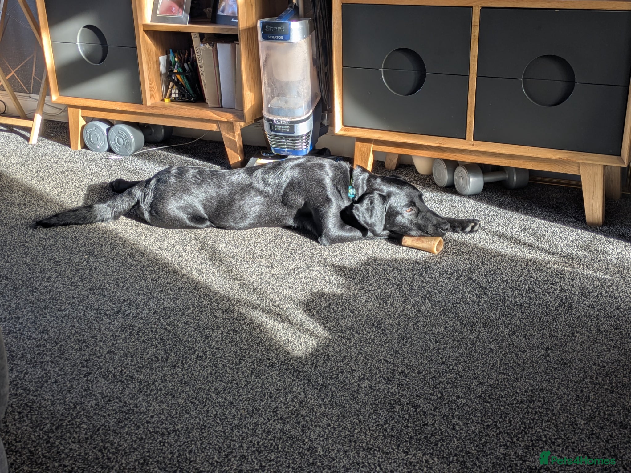 Labrador Retriever dogs 10 month old male Labrador.  - Advert 3