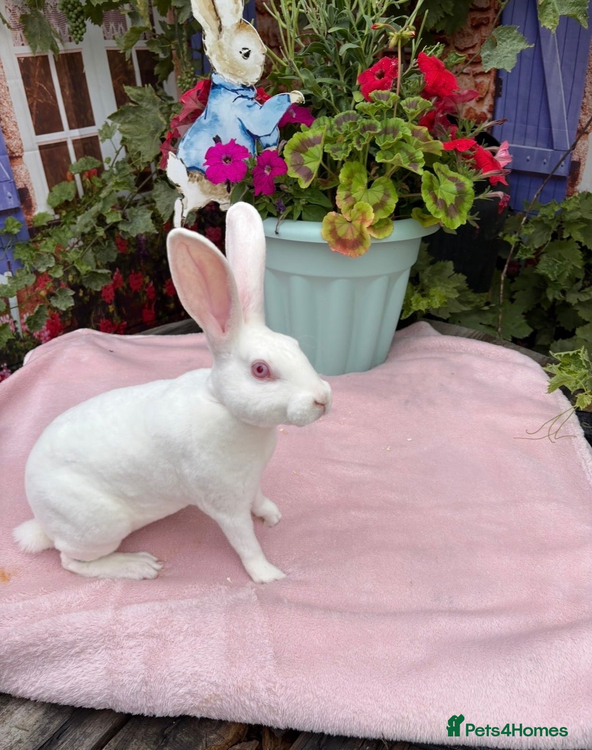 Rex rabbits Ermine rex 6 available  - Advert 1