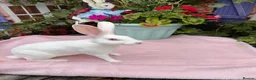 Rex rabbits for sale: Ermine rex 6 available  in Doncaster - Advert 1