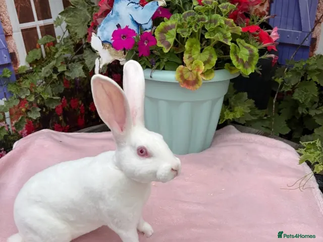 Rex rabbits Standard Ermine Rex ( 3 Bucks left - Advert 1