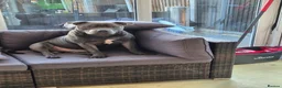 Staffordshire Bull Terrier dogs for sale: Black male kc reg Staffordshire bull terrier  - Advert 17