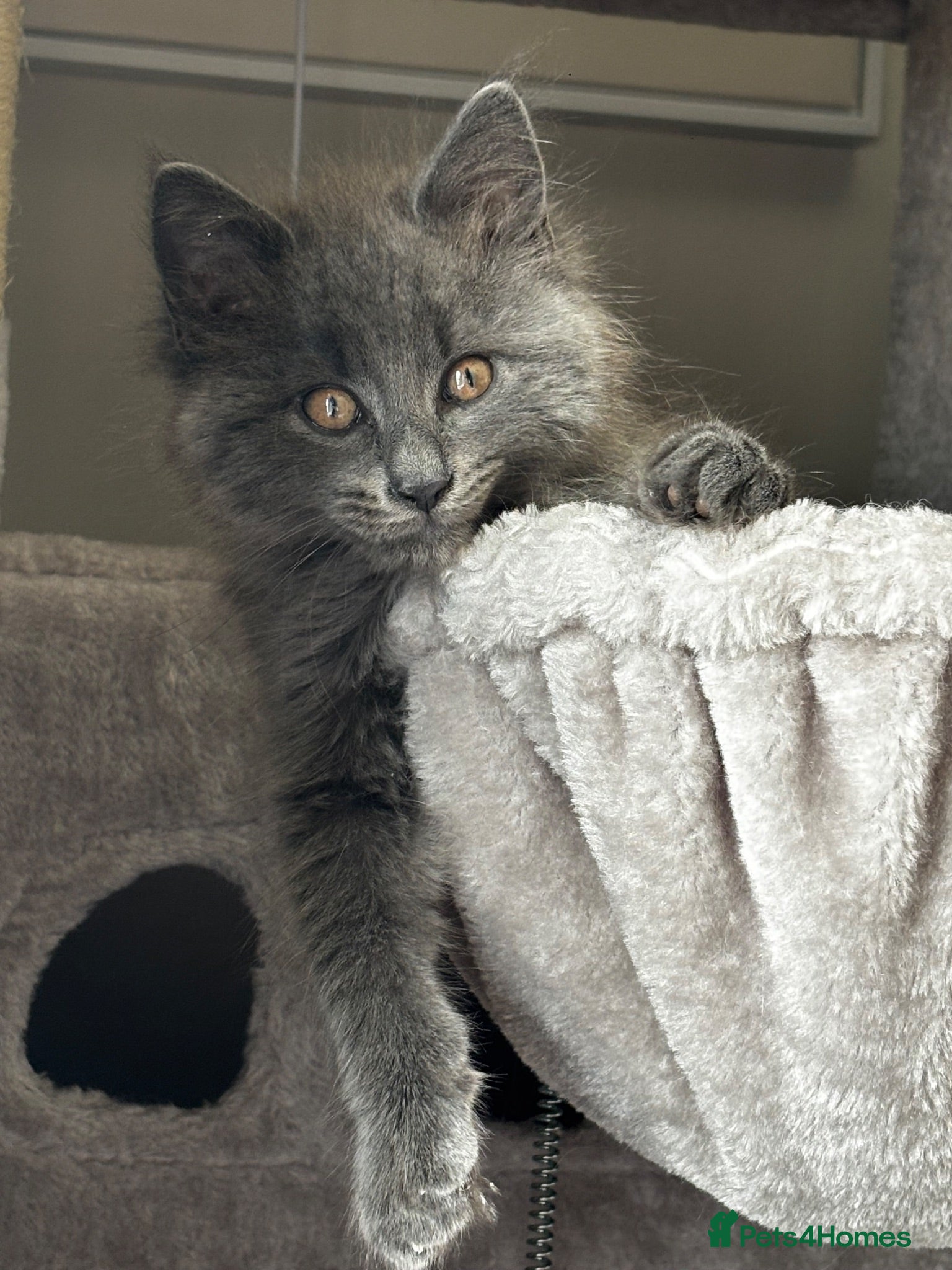 Mixed Breed cats Maincoon mixed Russian blue - Advert 6