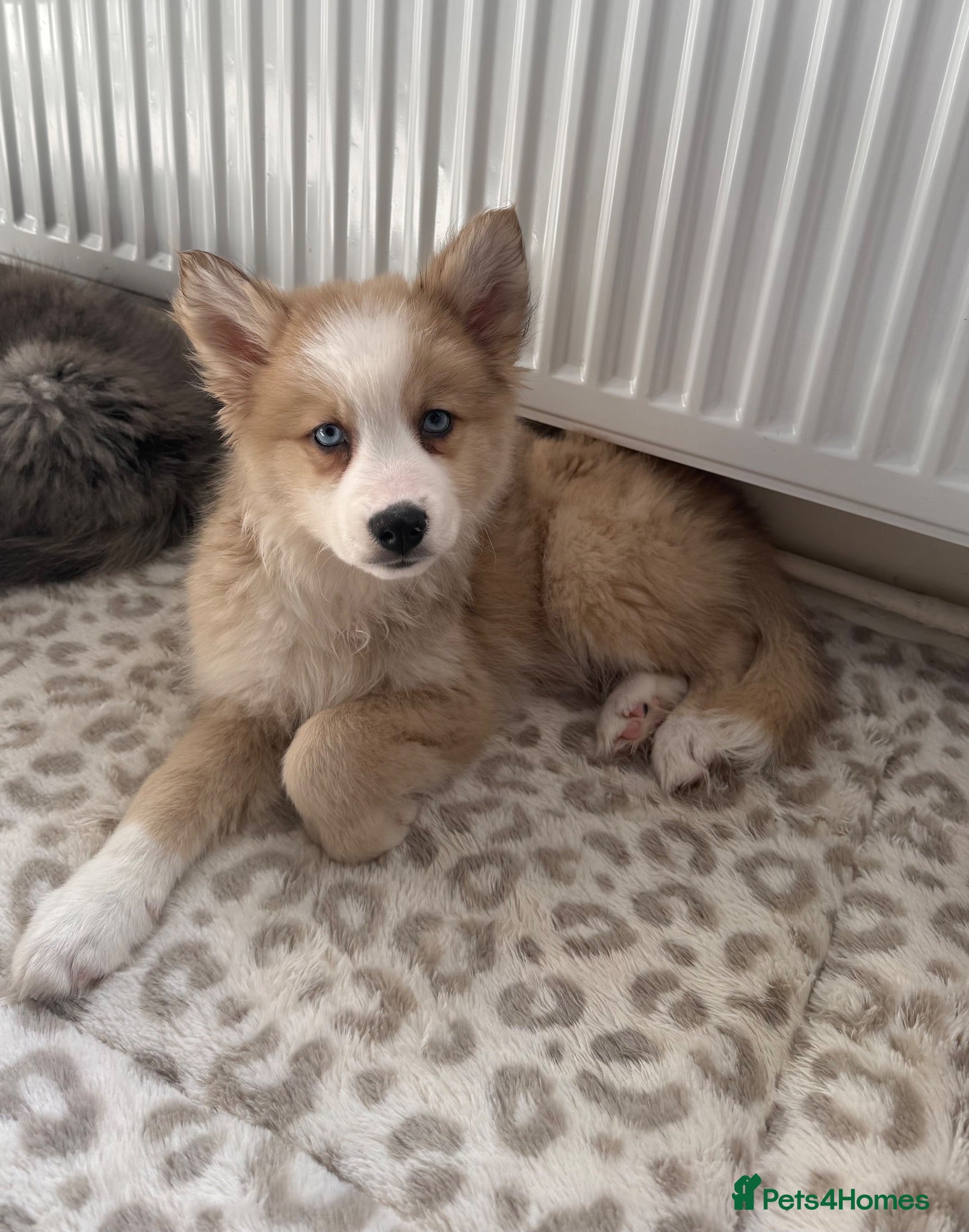 Mixed Breed dogs Adorable chow /husky puppy 💕 - Advert 9