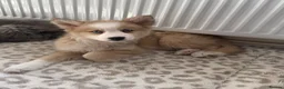 Mixed Breed dogs for sale: Adorable chow /husky puppy 💕 - Advert 1