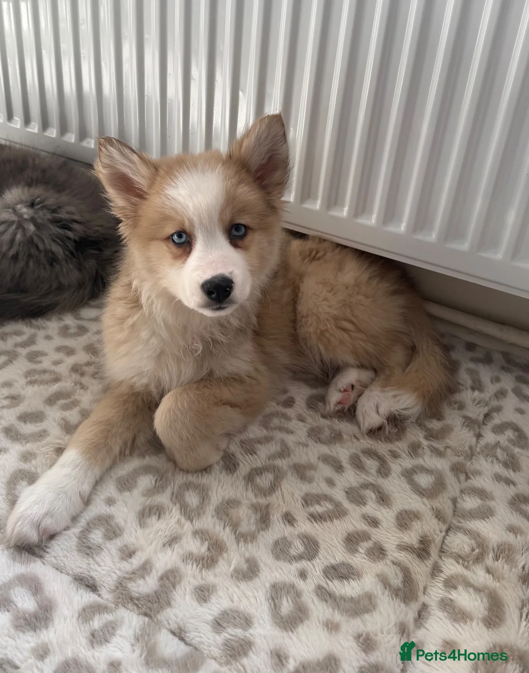 Mixed Breed dogs for sale: Adorable chow /husky puppy 💕 - Advert 1