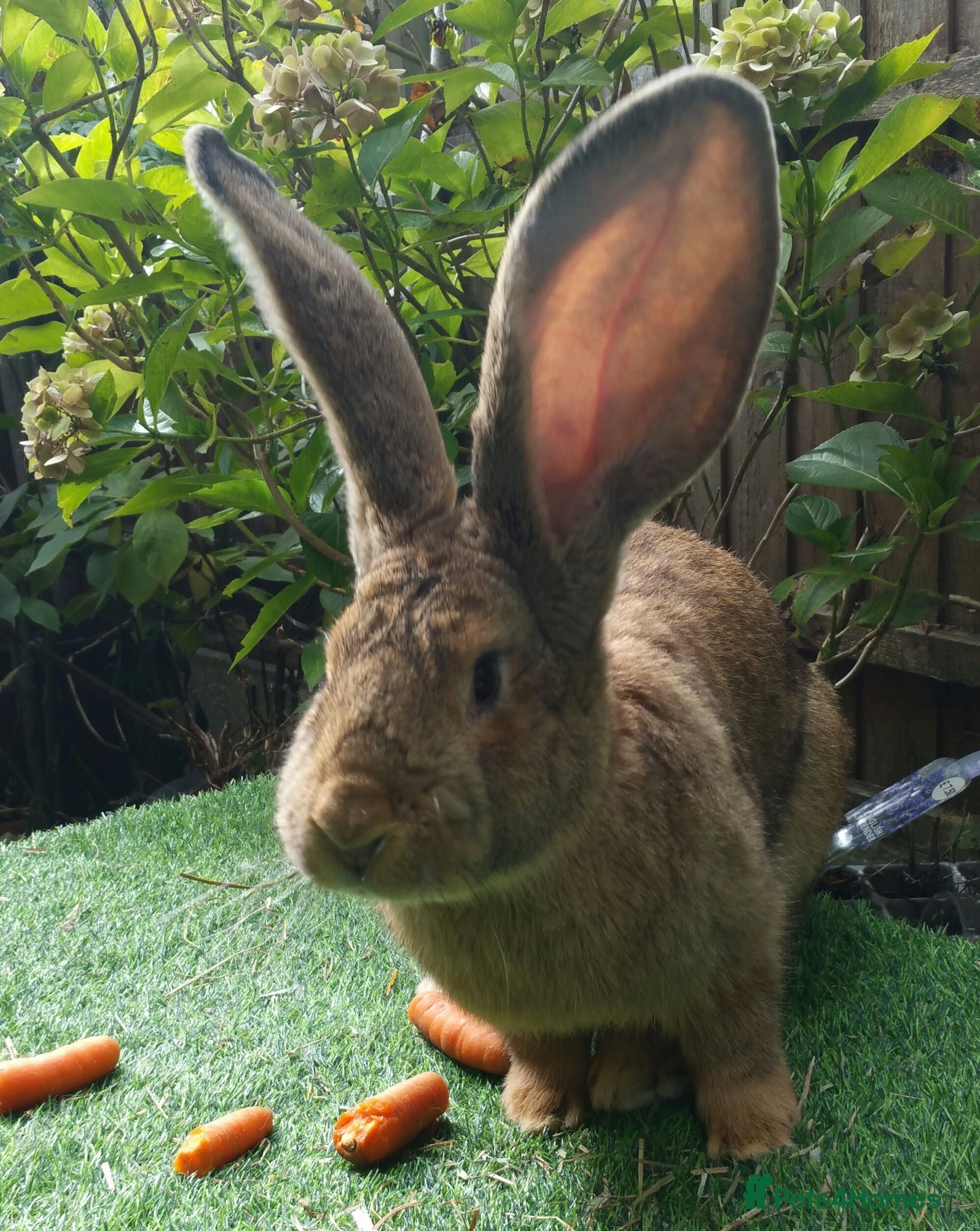 Continental Giant rabbits Super Stud Bunnies Health checked and Vaccinated  - Advert 3